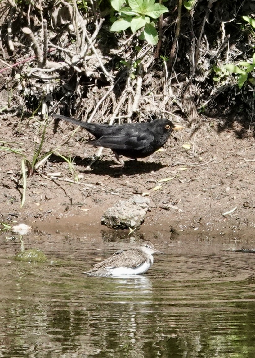 Flussuferläufer - ML635756948