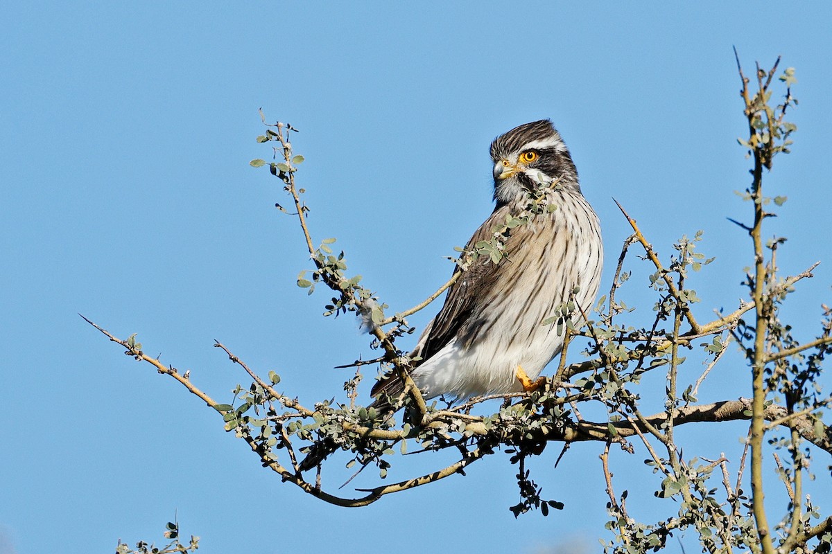 Spot-winged Falconet - ML635757029