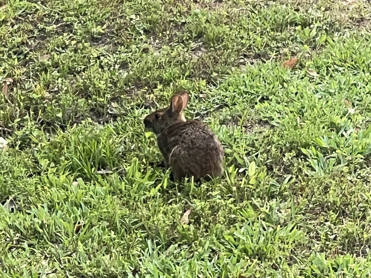 Marsh Rabbit - ML635757059