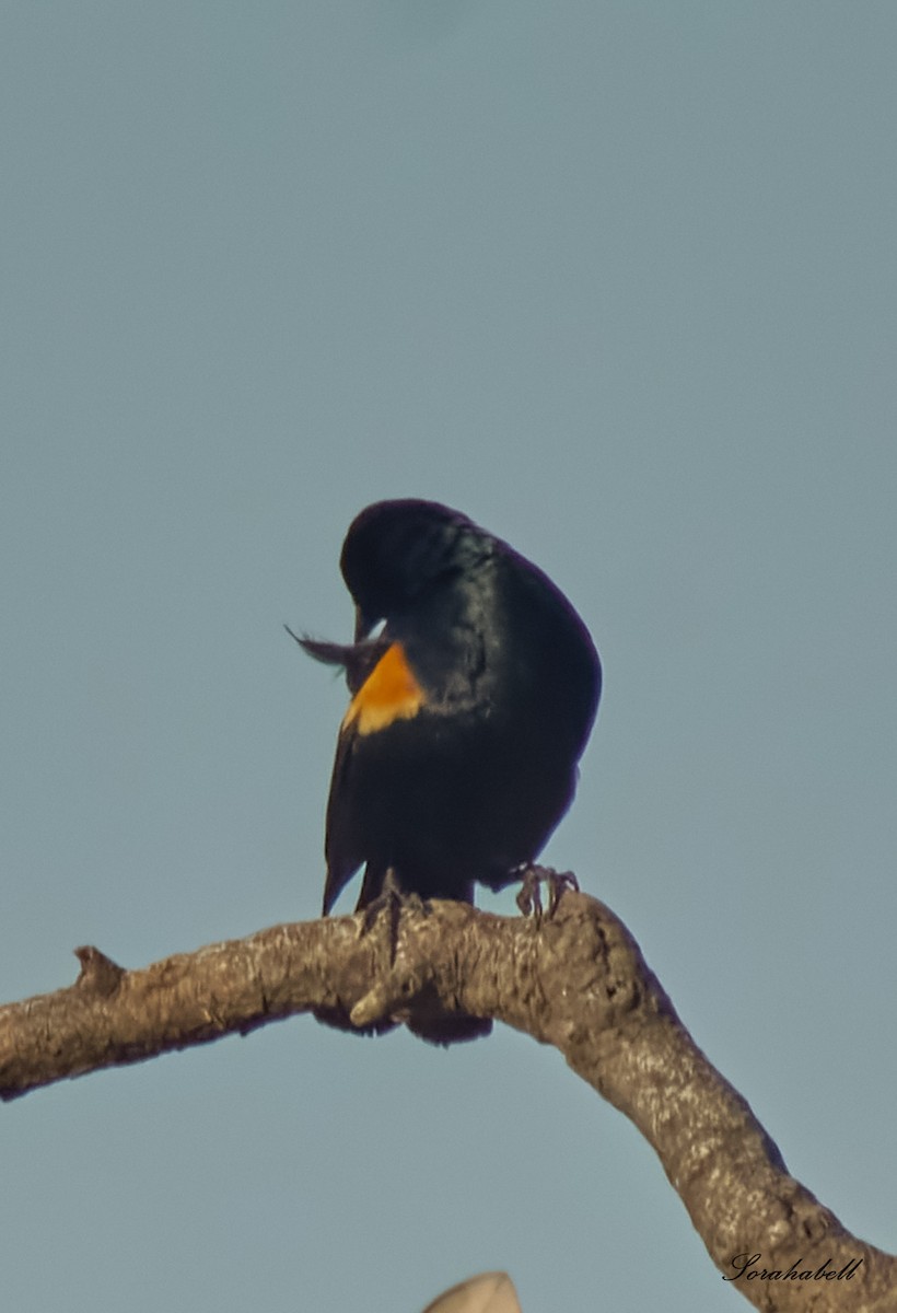 Tawny-shouldered Blackbird - ML635757063