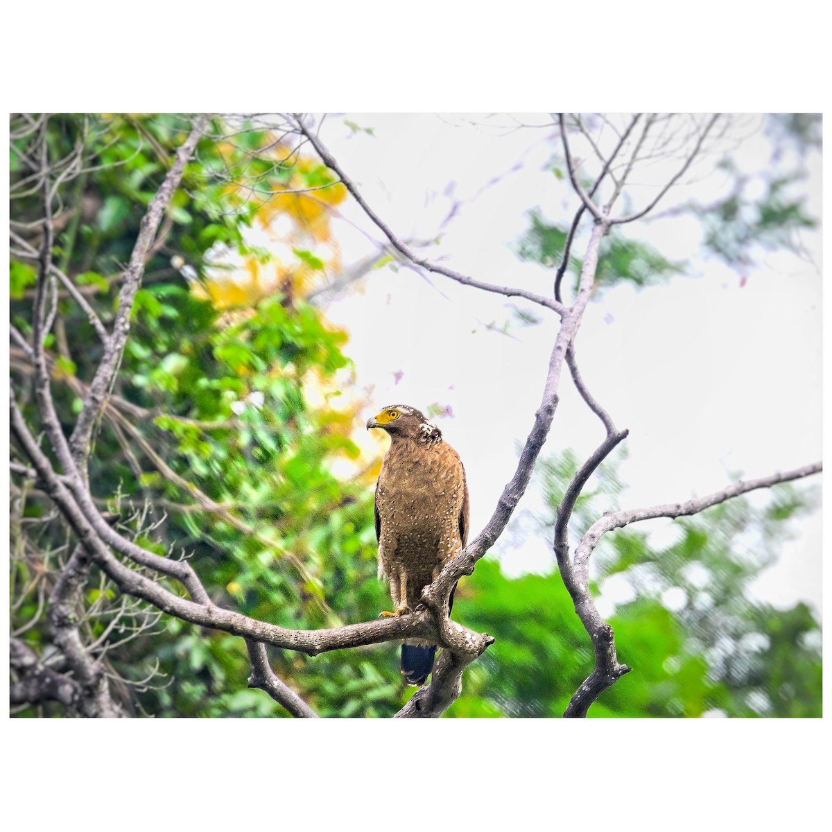 Crested Serpent-Eagle - ML635757071