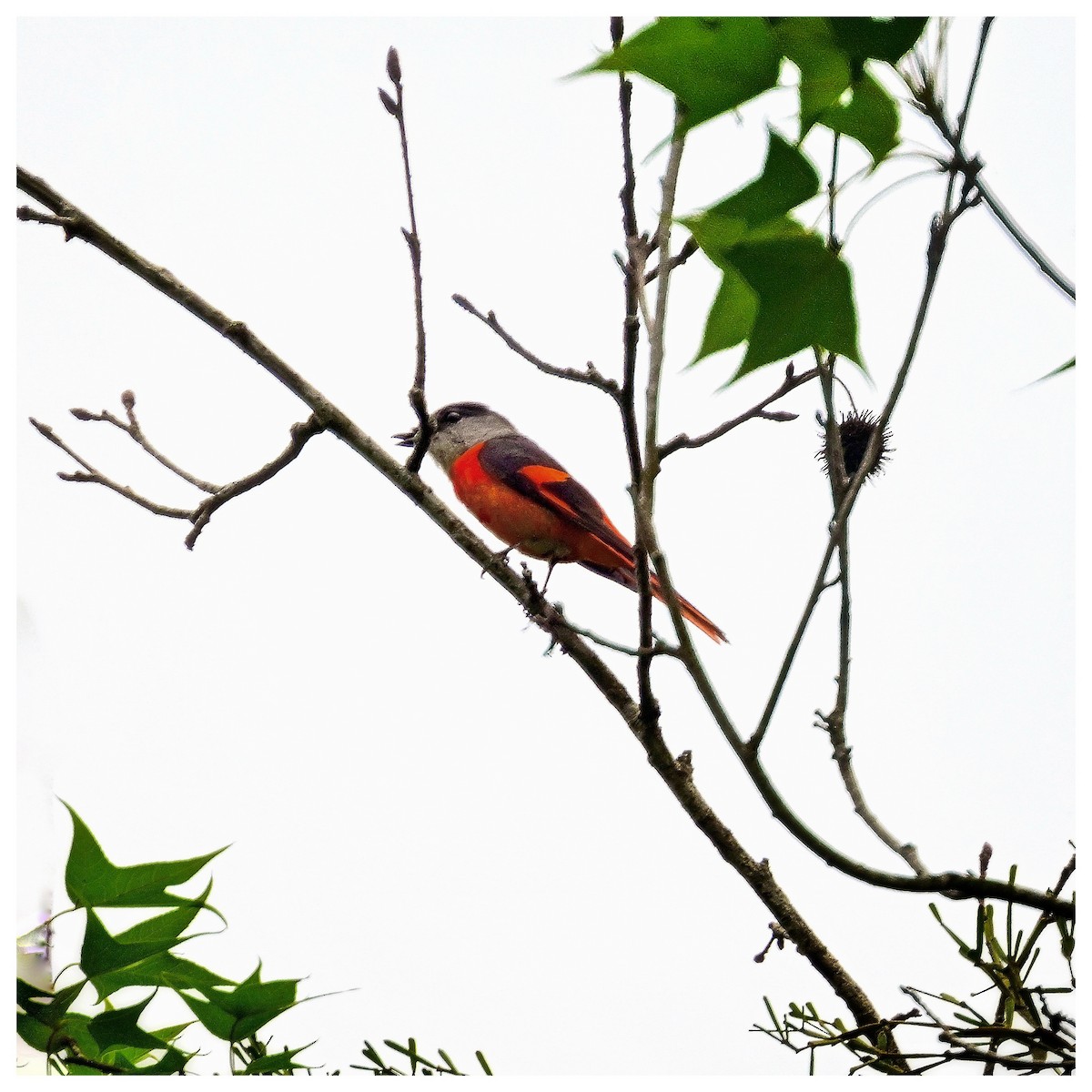 Gray-chinned Minivet - ML635757088