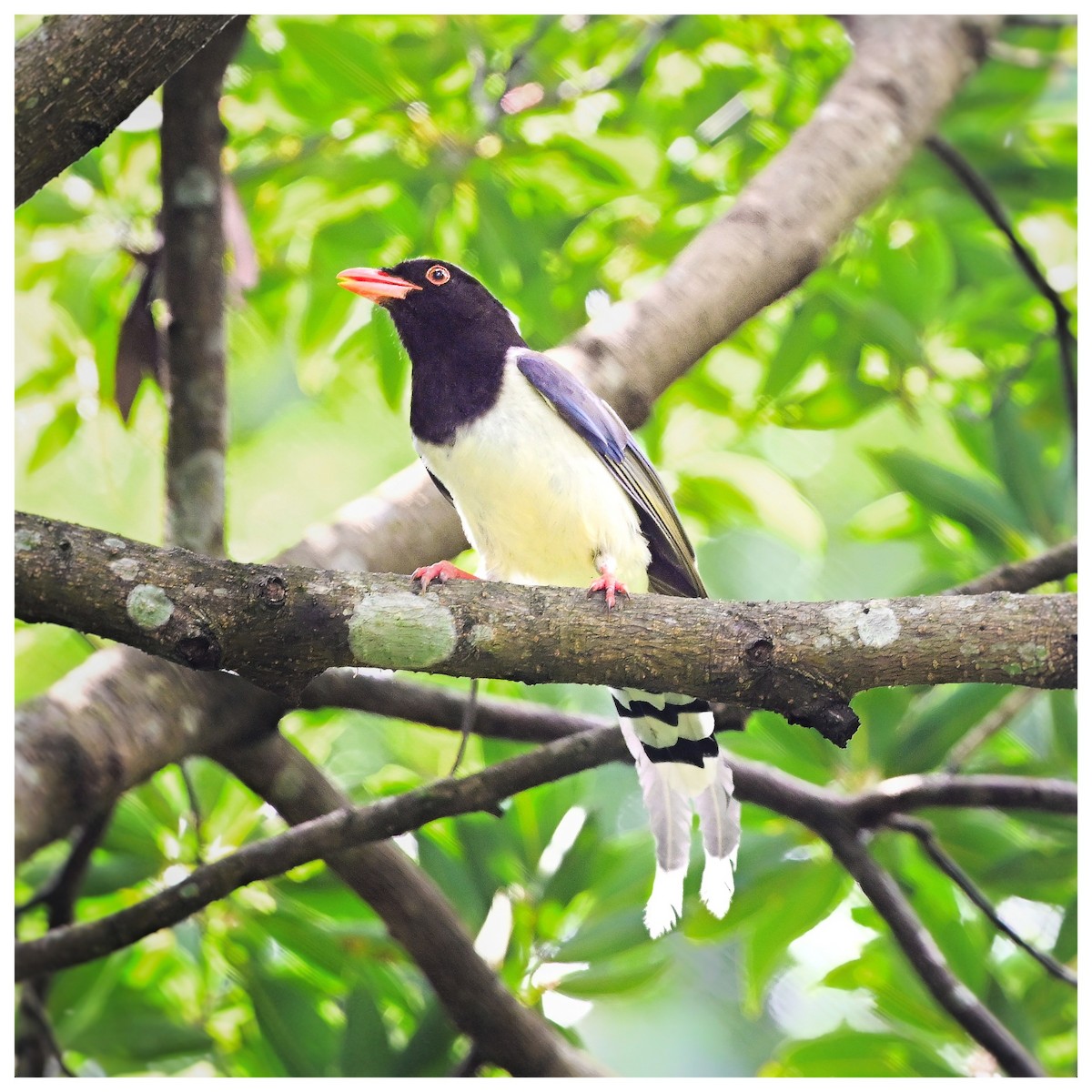 Red-billed Blue-Magpie - ML635757101
