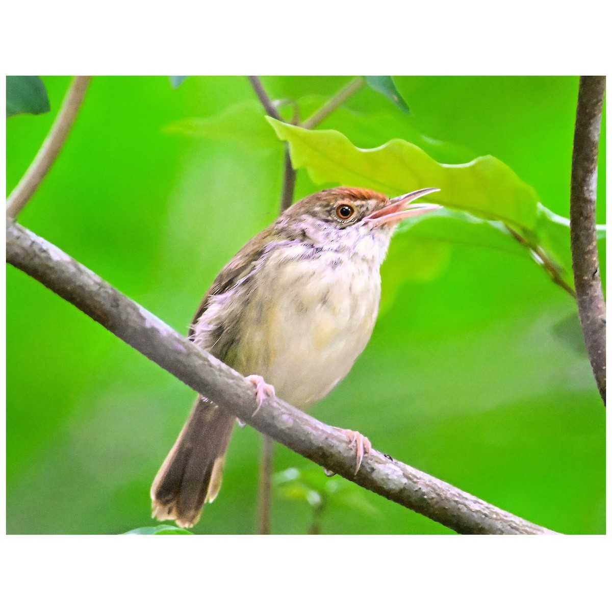 Common Tailorbird - ML635757115