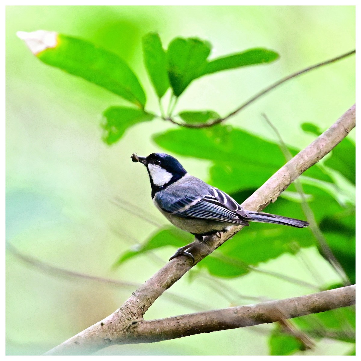 Asian Tit - ML635757154