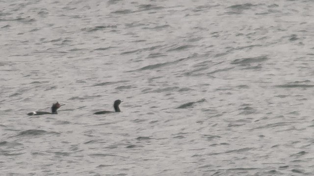 kormorán červenolící - ML635757163