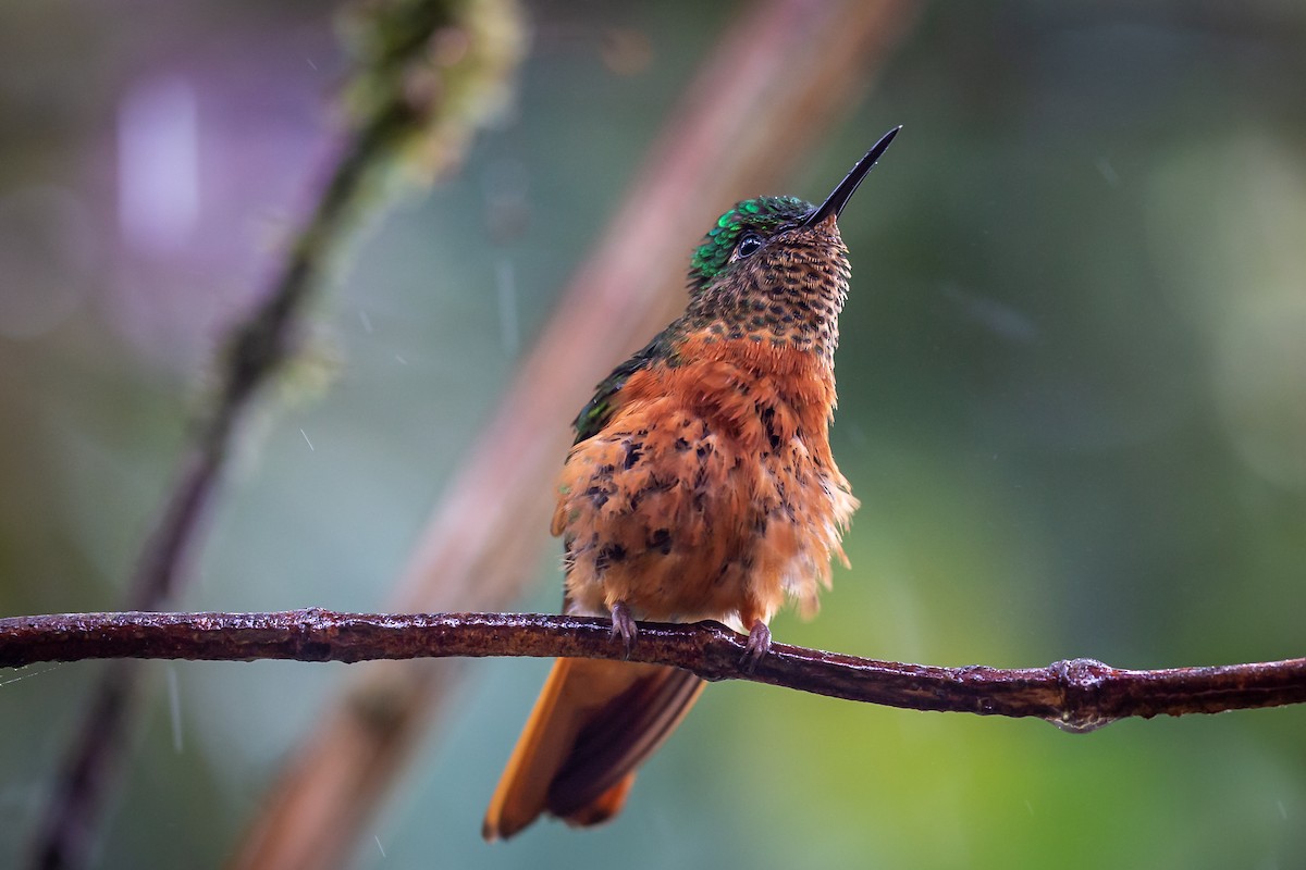 kolibřík peruánský - ML635757169