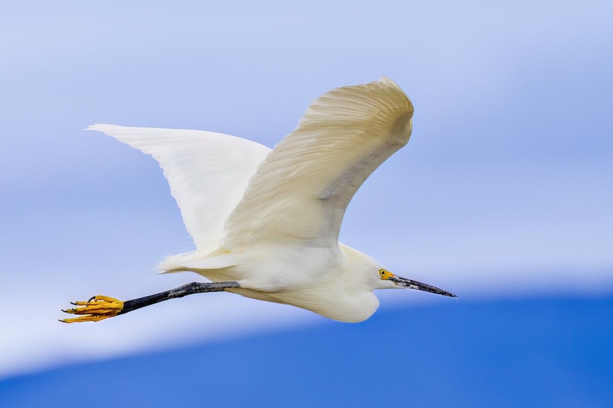 Snowy Egret - ML635757203