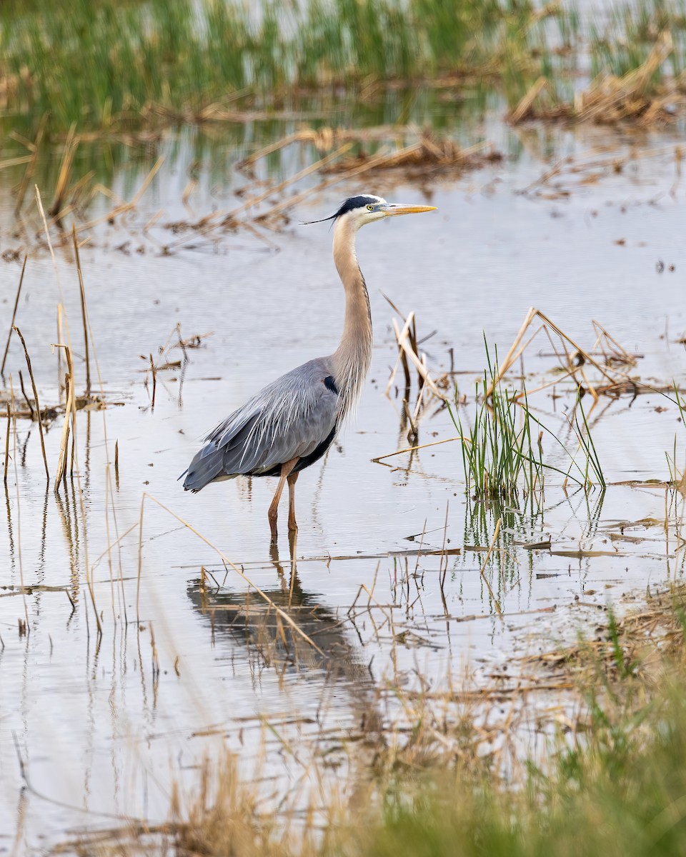 Great Blue Heron - ML635757207