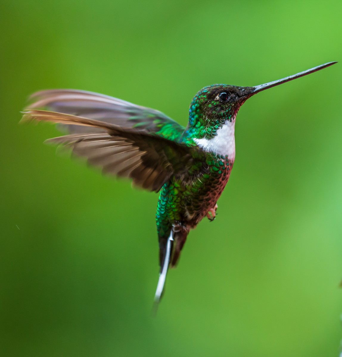 inka královský - ML635757212