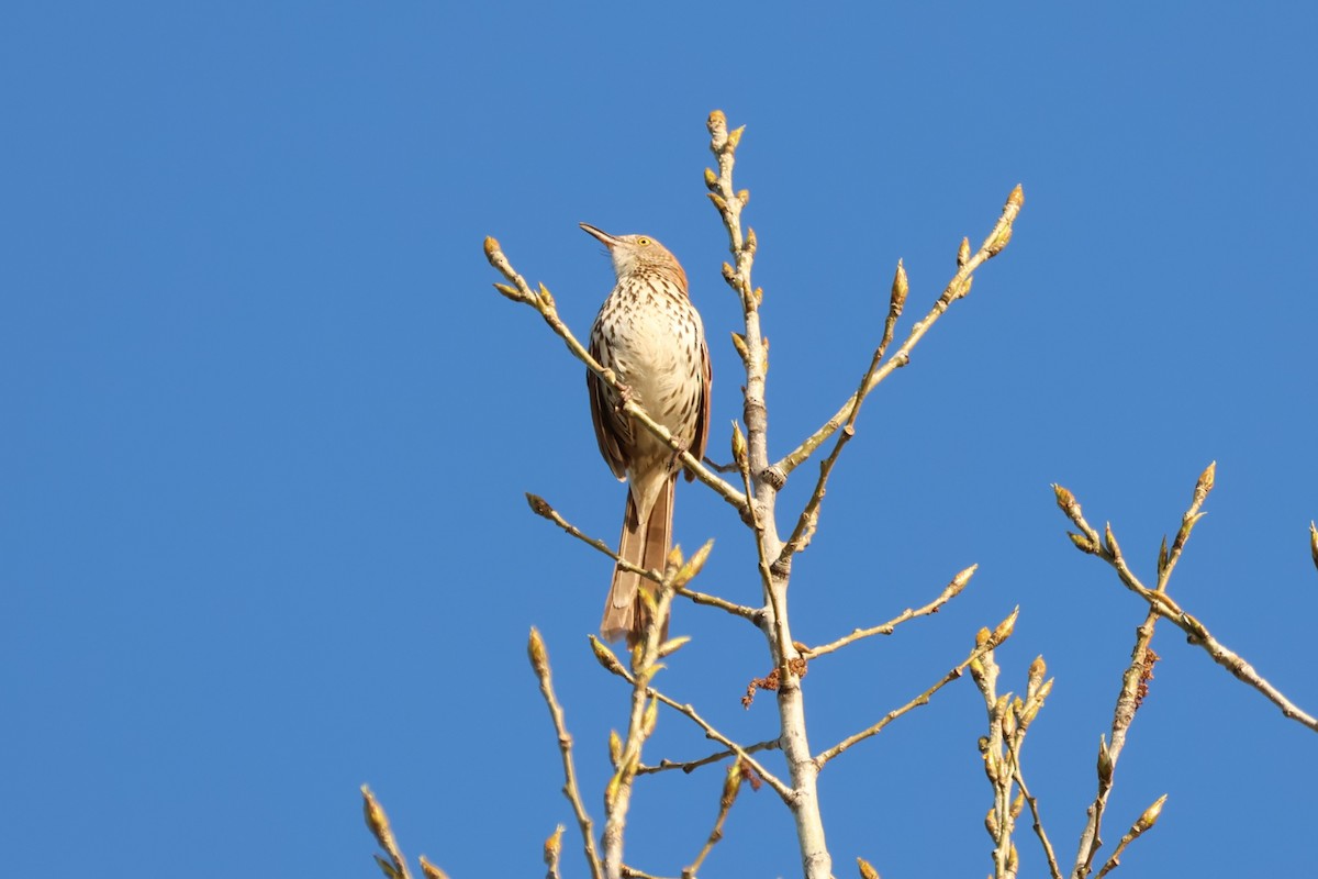 brunspottefugl - ML635757322