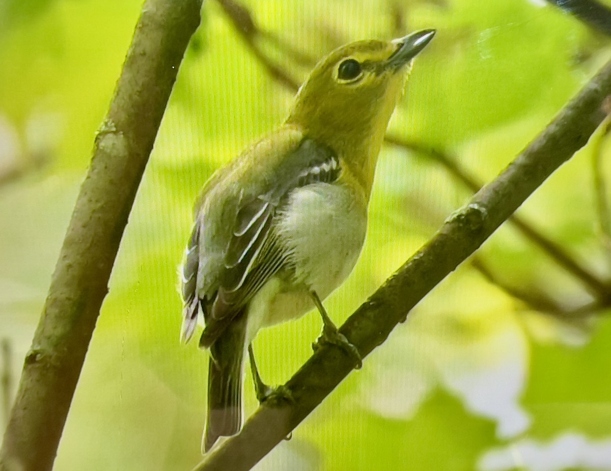 Yellow-throated Vireo - ML635757323