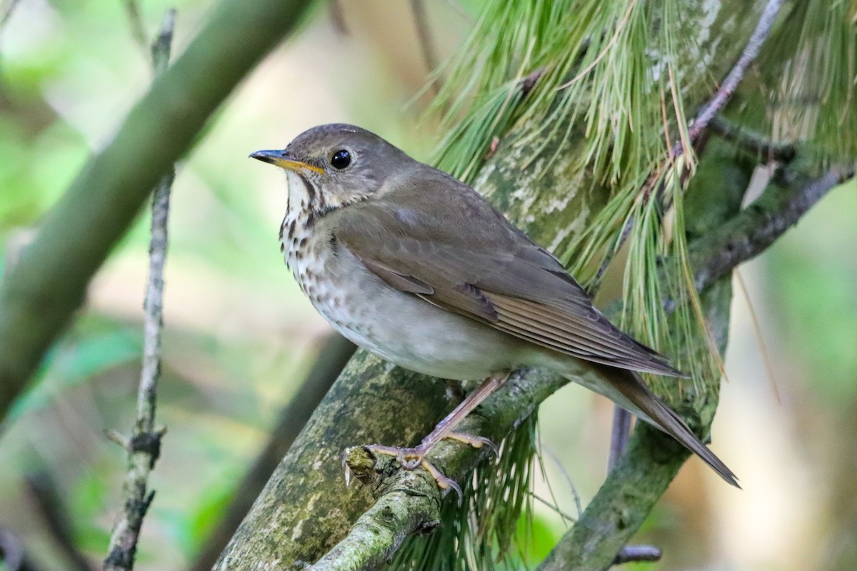 Gray-cheeked Thrush - ML635757340
