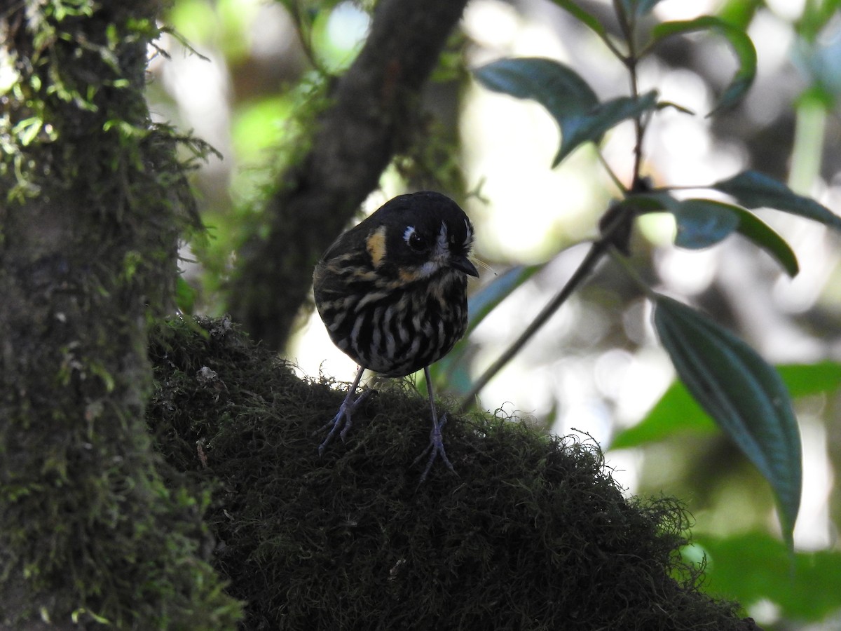 Crescent-faced Antpitta - ML635757342
