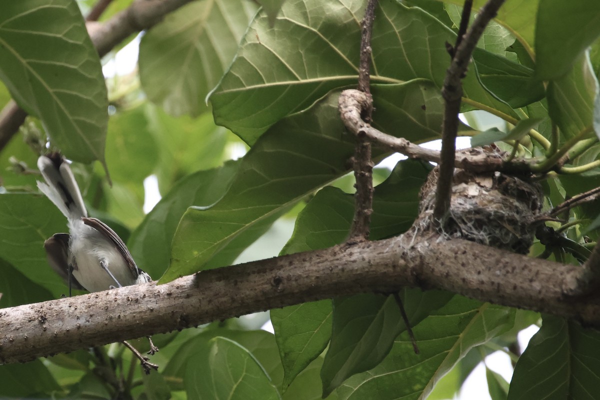 White-browed Gnatcatcher - ML635757348