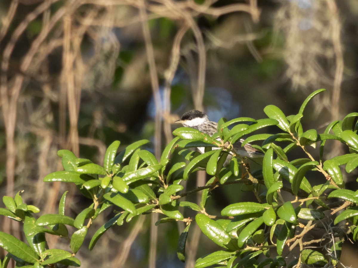 Blackpoll Warbler - ML635757381