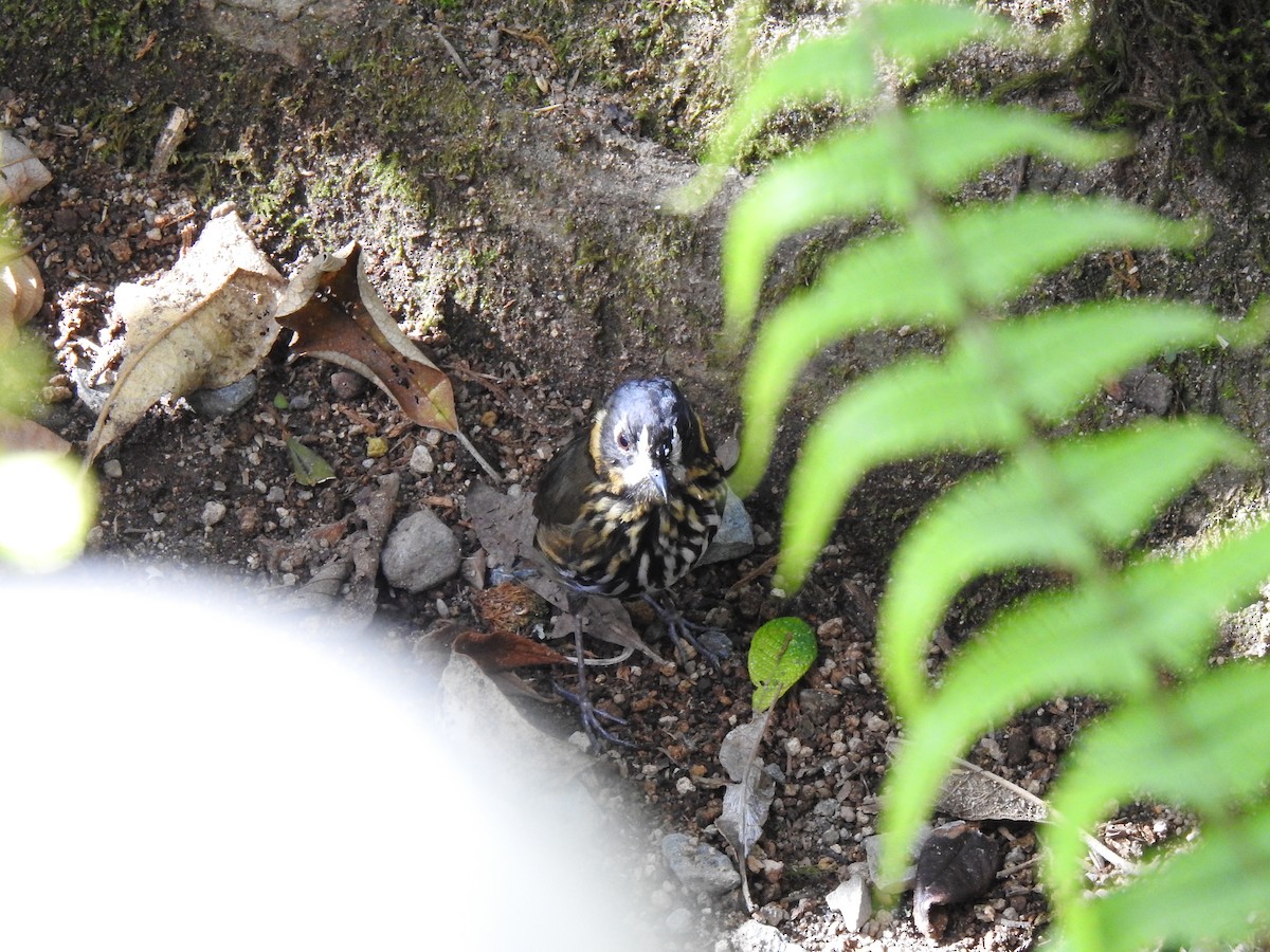 Crescent-faced Antpitta - ML635757382