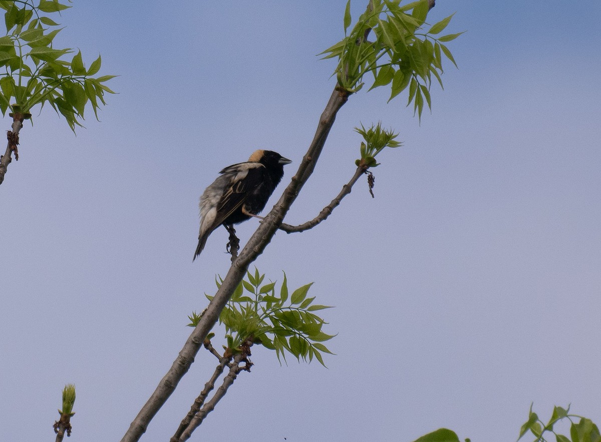 Bobolink - ML635757383