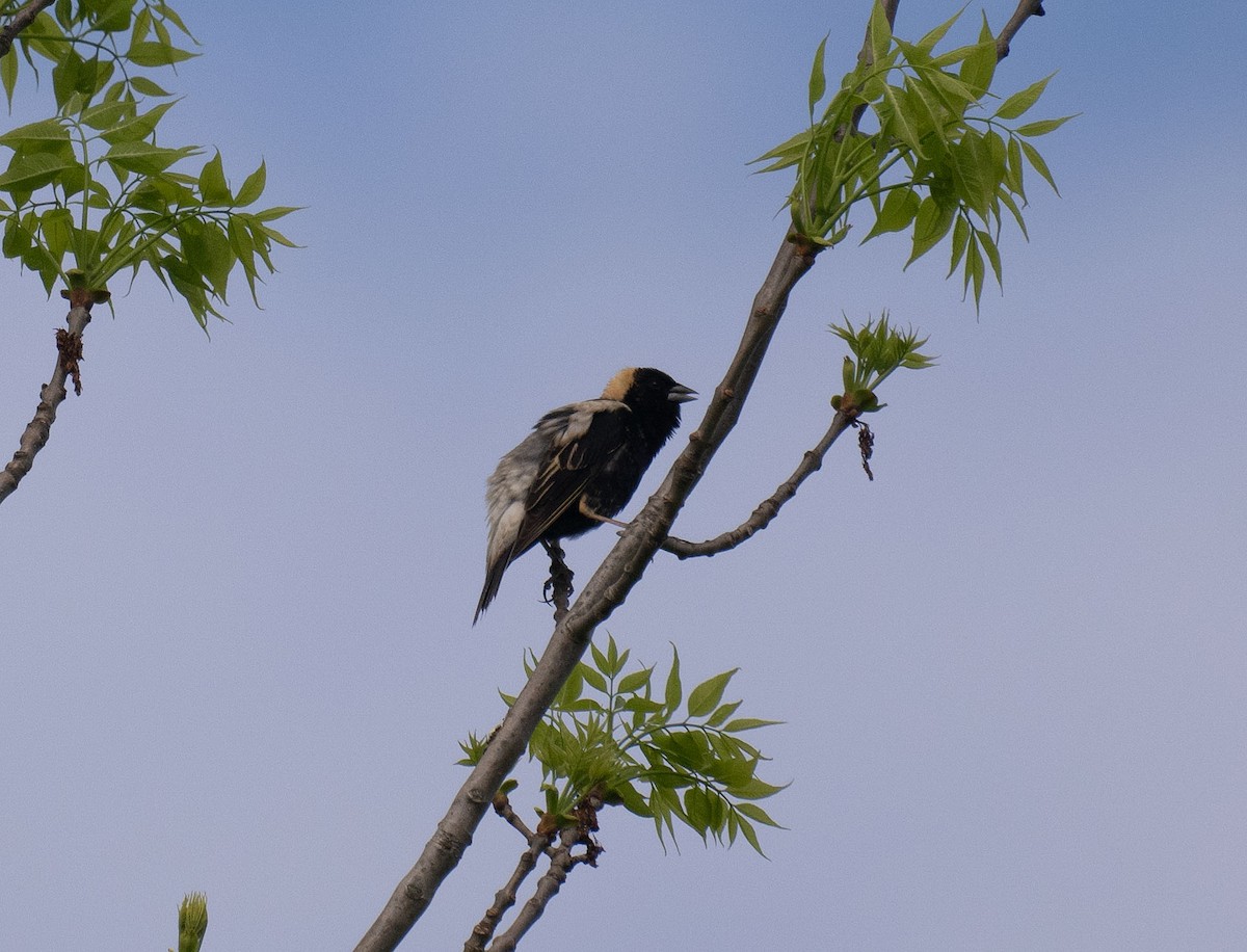 Bobolink - ML635757384