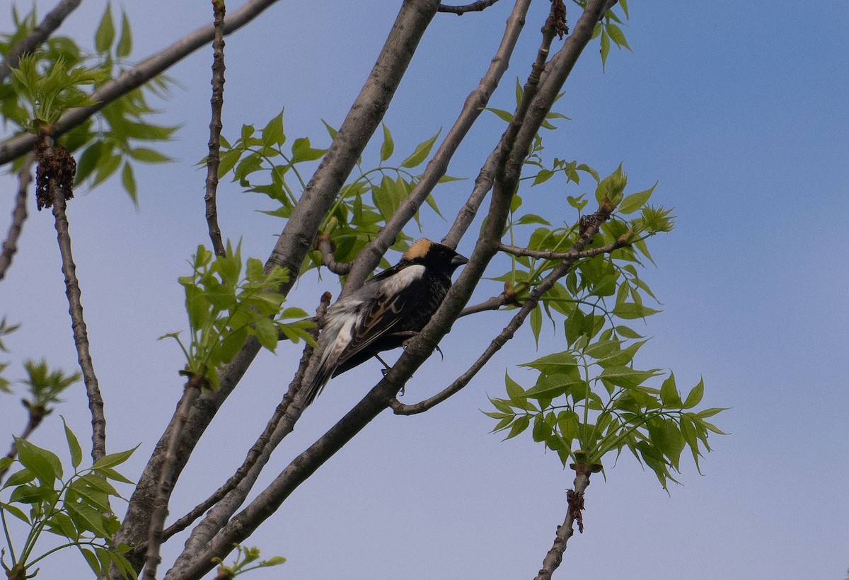 Bobolink - ML635757385