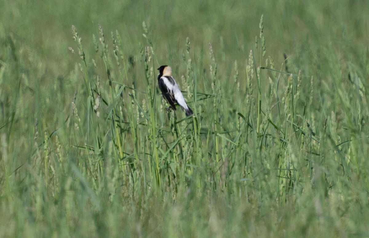 Bobolink - ML635757386