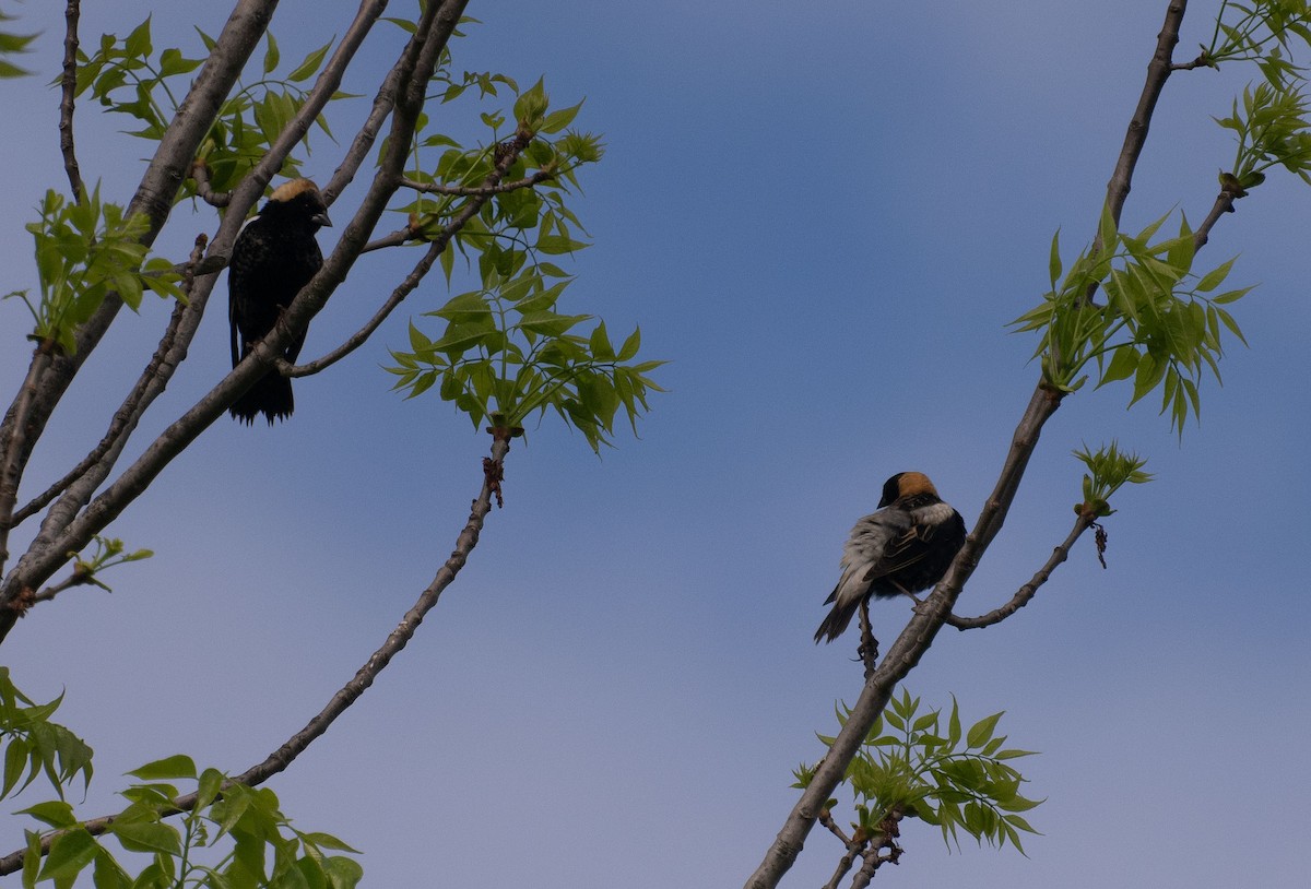 Bobolink - ML635757387