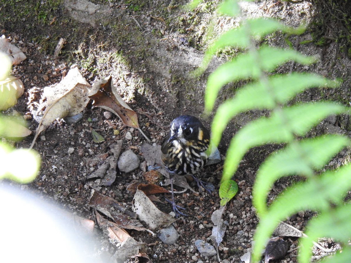 Crescent-faced Antpitta - ML635757388