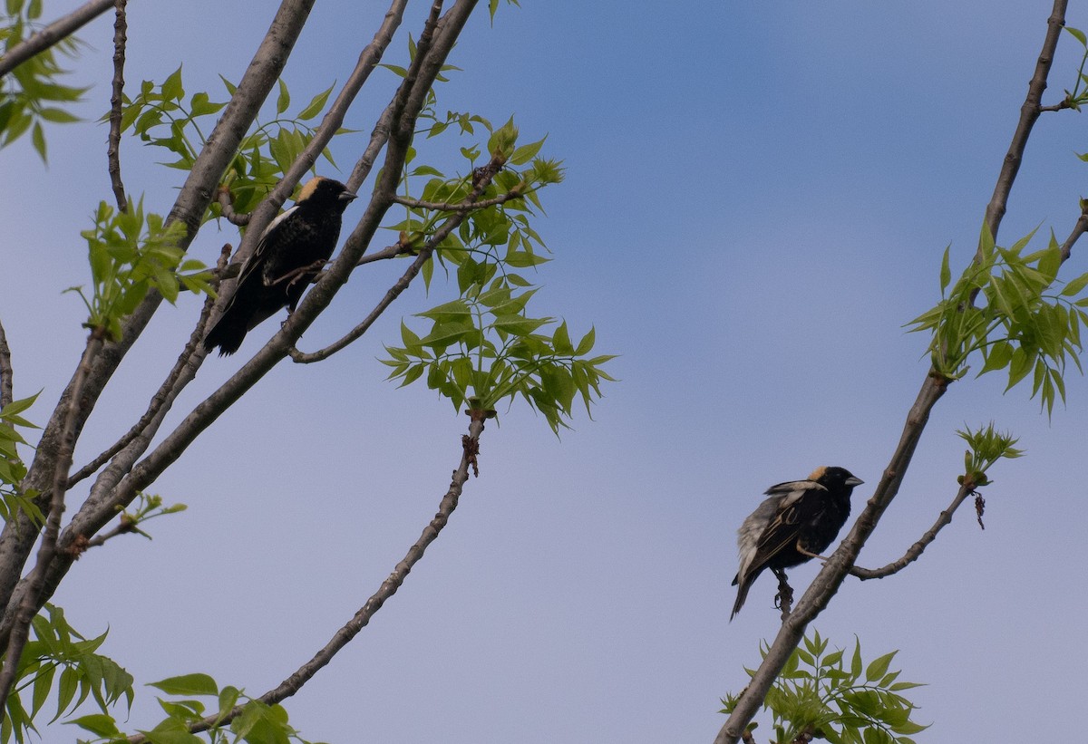 Bobolink - ML635757389