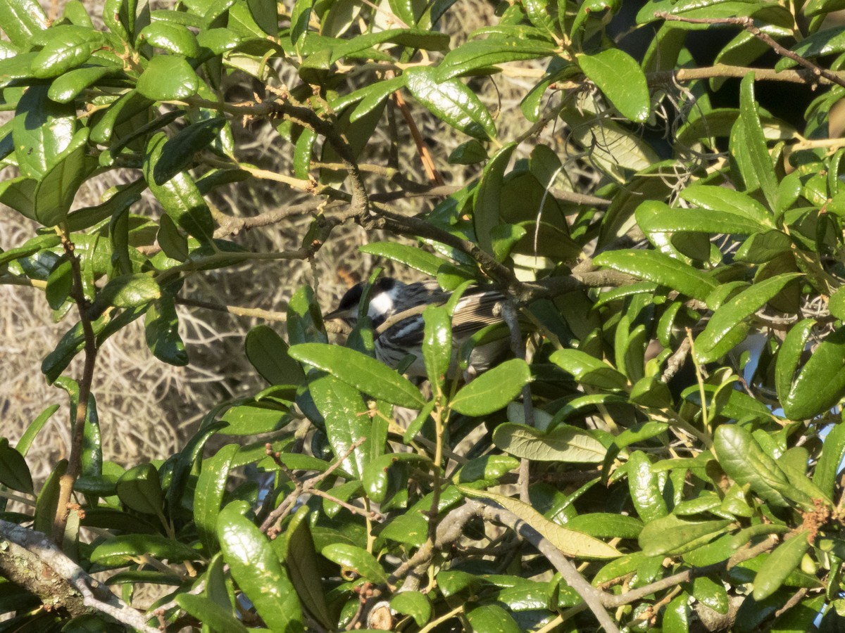 Blackpoll Warbler - ML635757390