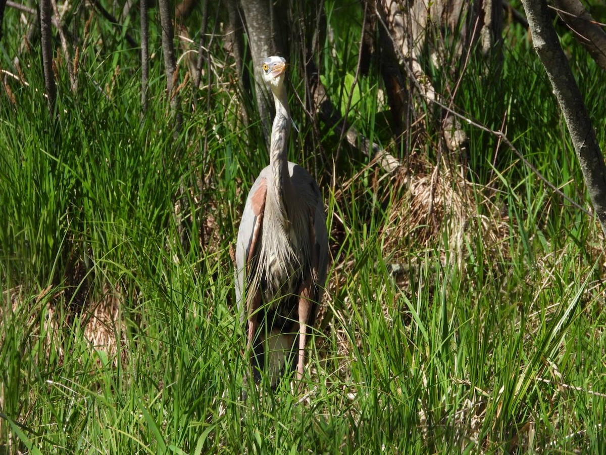 Great Blue Heron - ML635757391