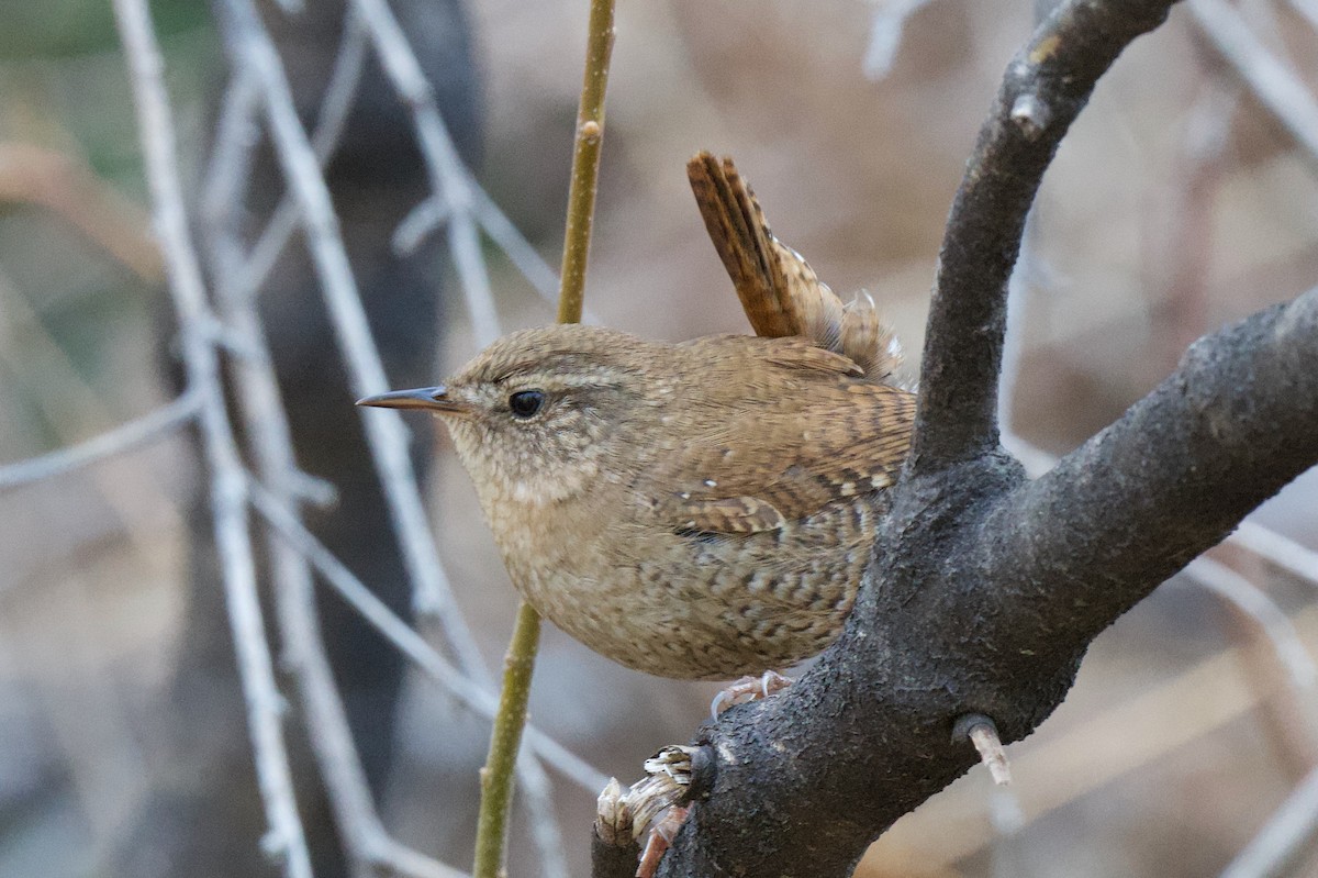 Winter Wren - ML635757394