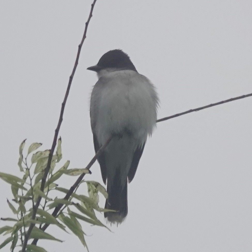 Eastern Kingbird - ML635757401