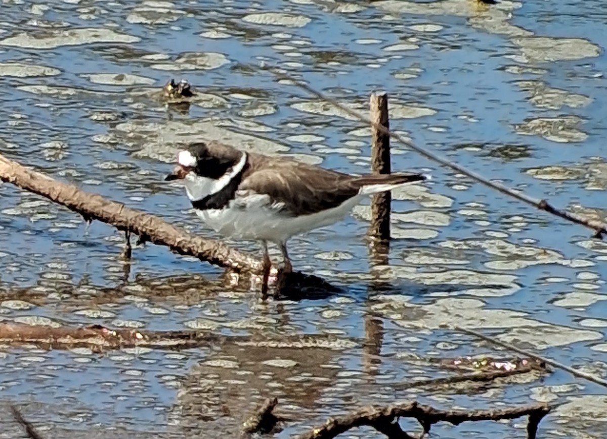 Semipalmated Plover - ML635757403