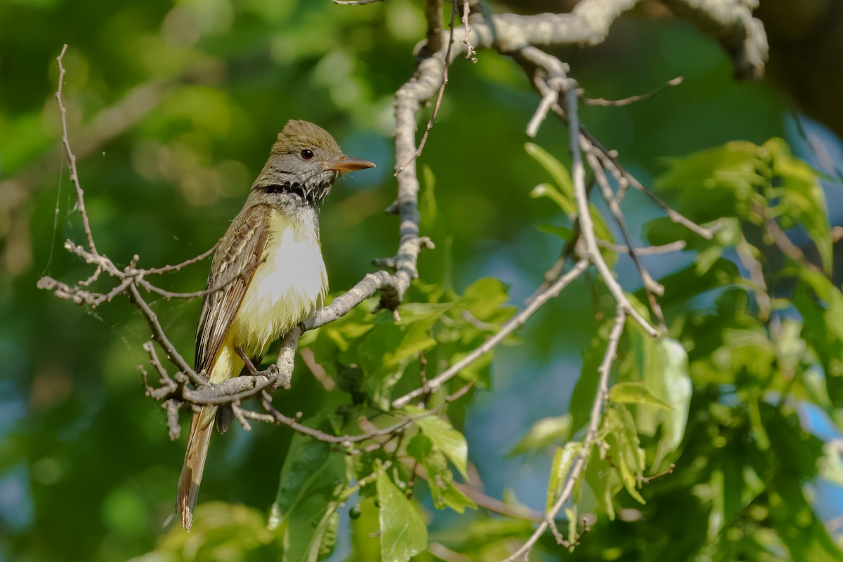 Great Crested Flycatcher - ML635757404