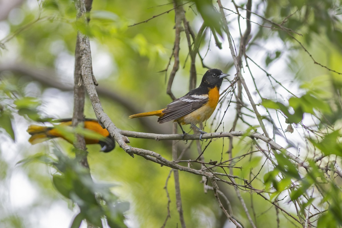 Baltimore Oriole - ML635757405