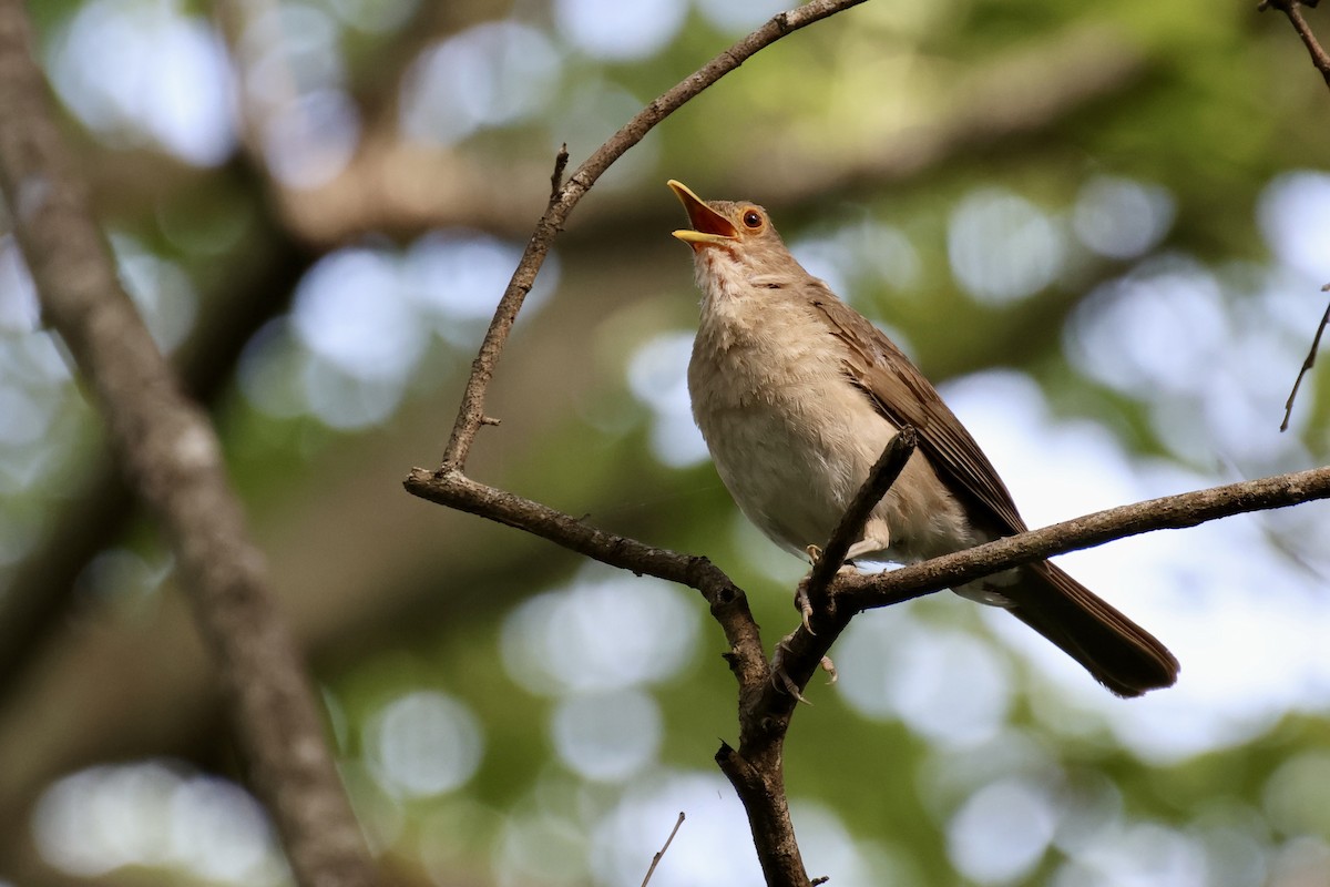 Ecuadorian Thrush - ML635757406