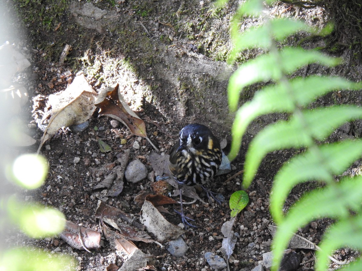 Crescent-faced Antpitta - ML635757409
