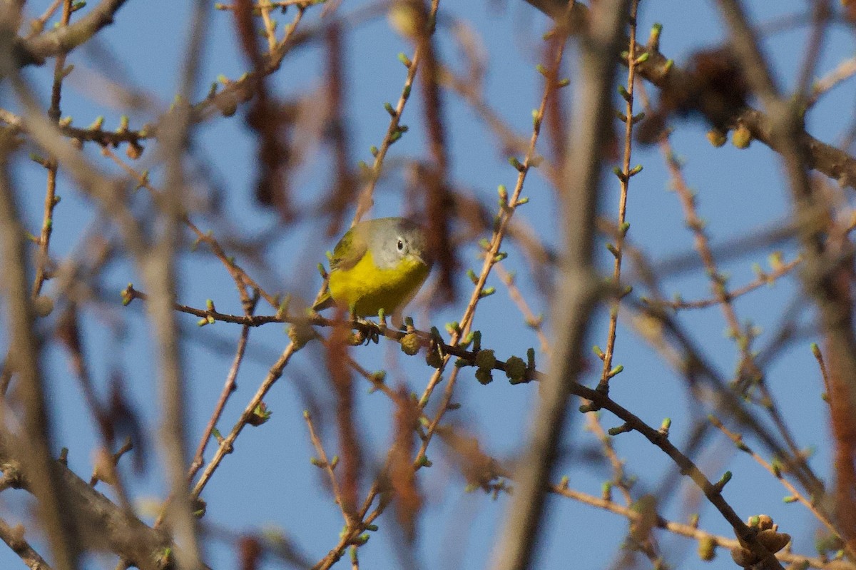 Nashville Warbler - ML635757411