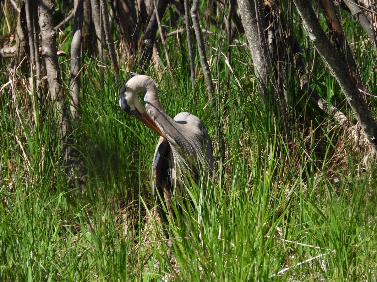 Great Blue Heron - ML635757413