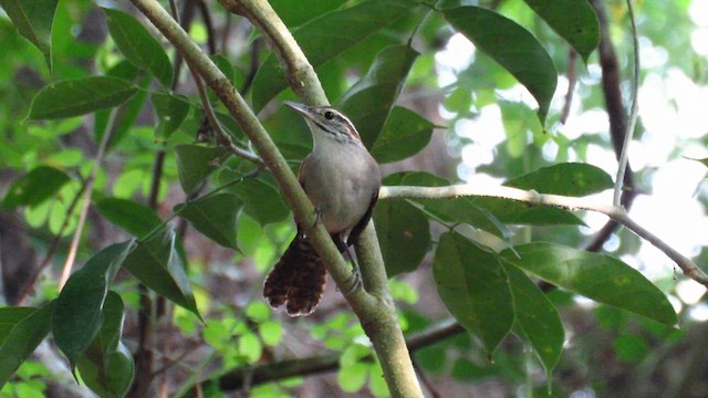 Rufous-and-white Wren - ML635757414