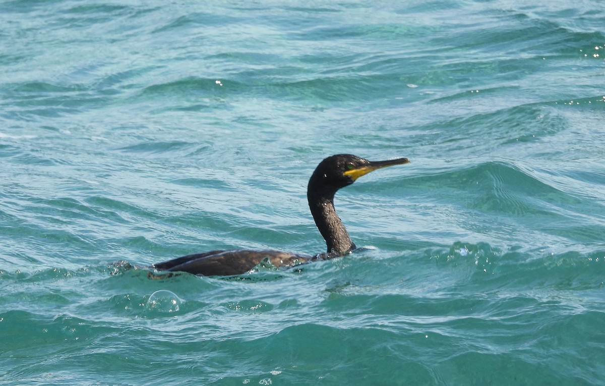 European Shag (Mediterranean) - ML635757415