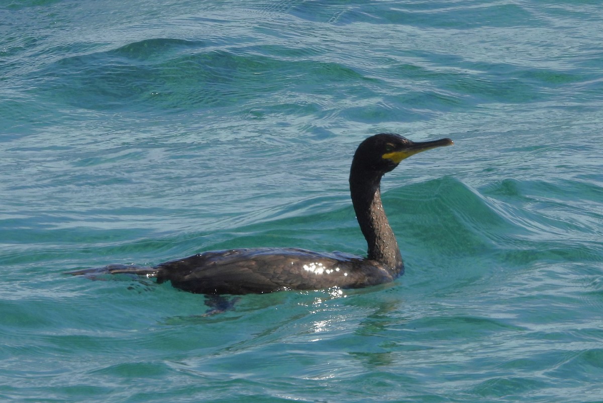 European Shag (Mediterranean) - ML635757416