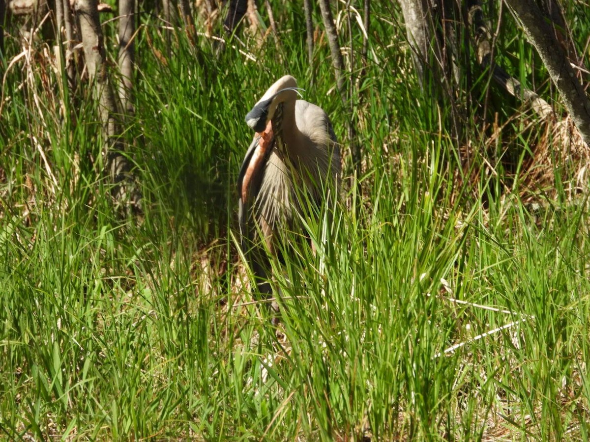 Great Blue Heron - ML635757418
