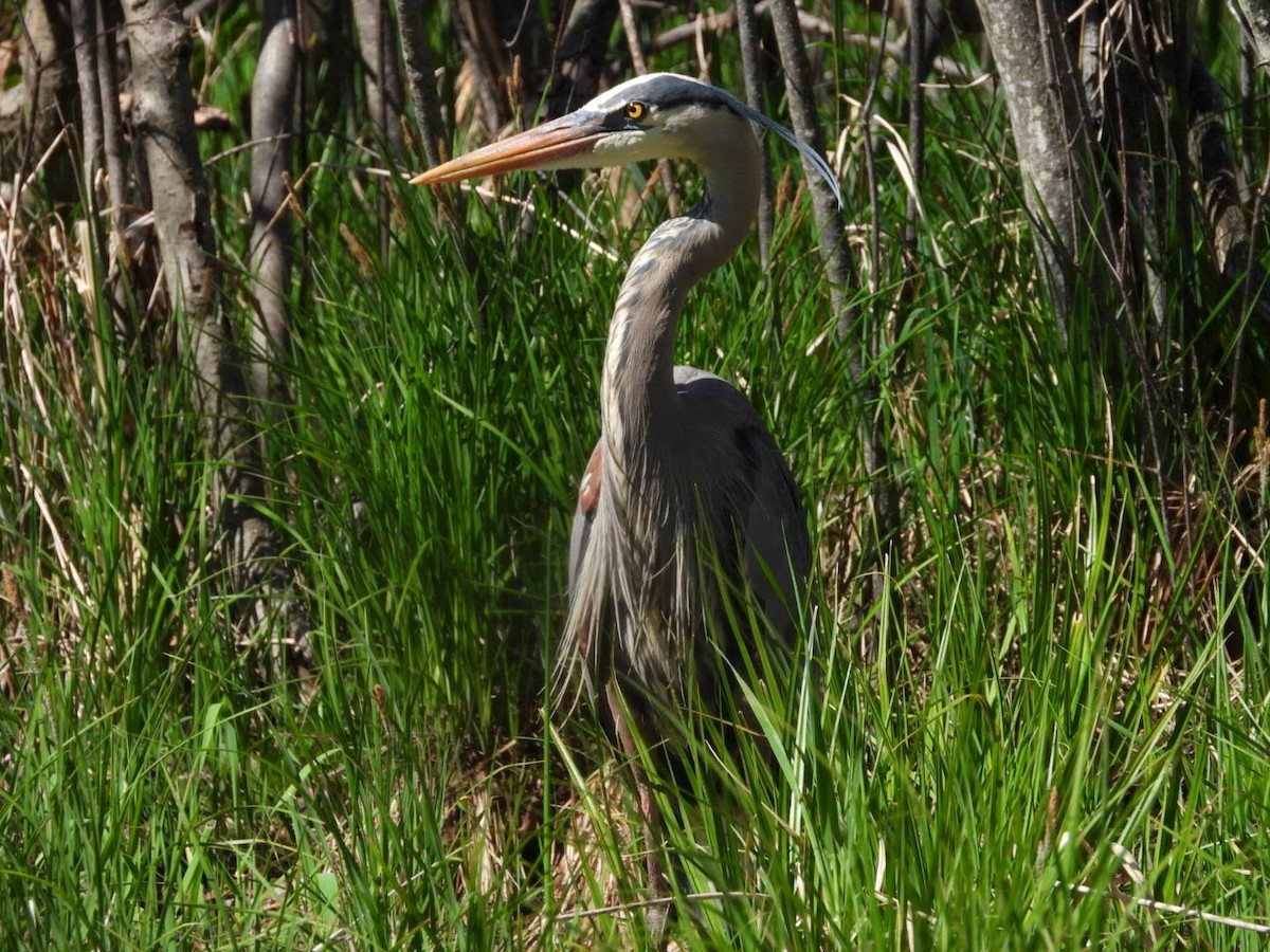 Great Blue Heron - ML635757431
