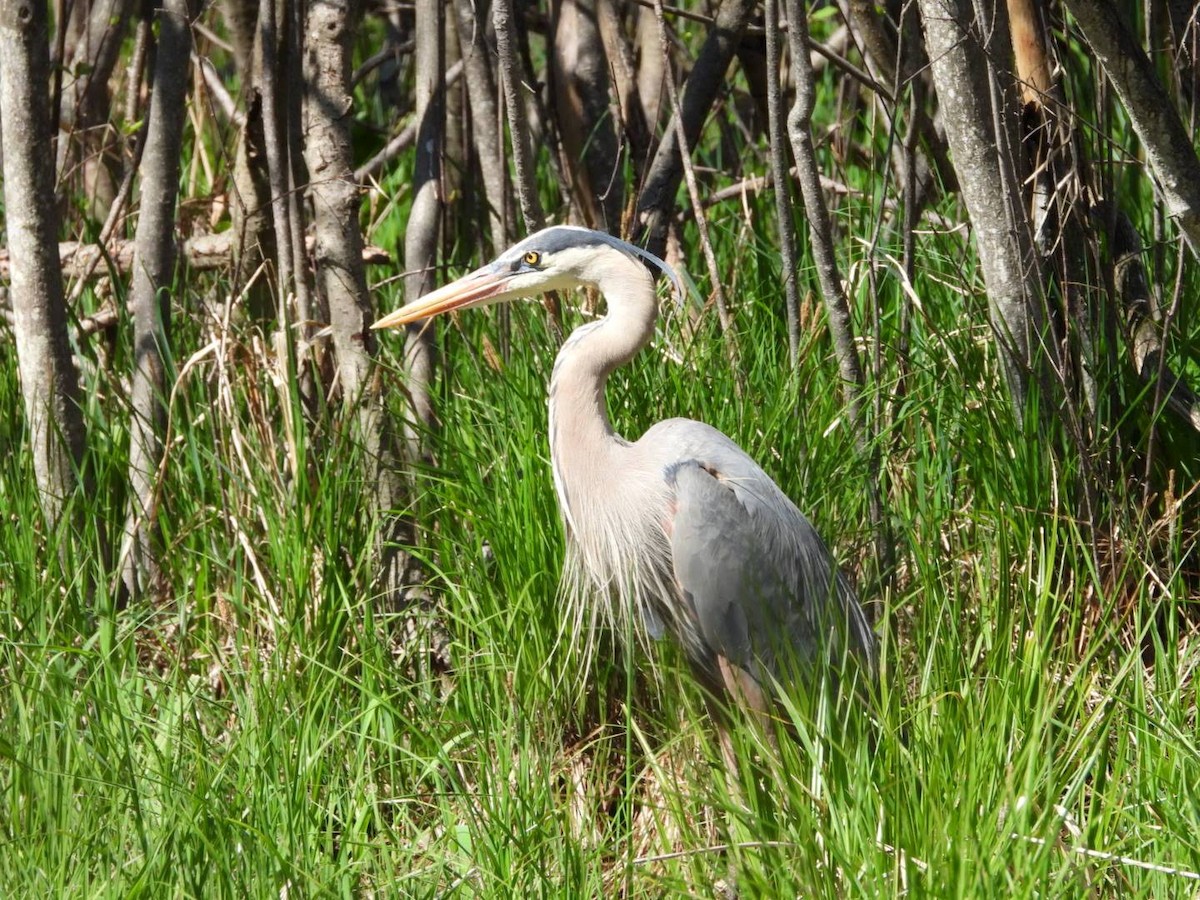 Great Blue Heron - ML635757453