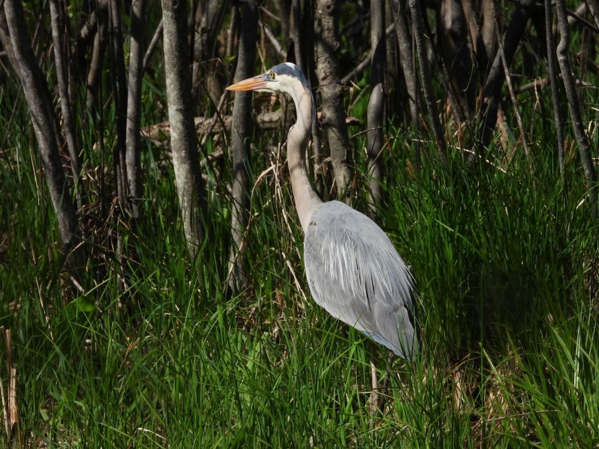 Great Blue Heron - ML635757471
