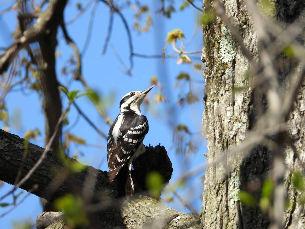 Hairy Woodpecker - ML635757504