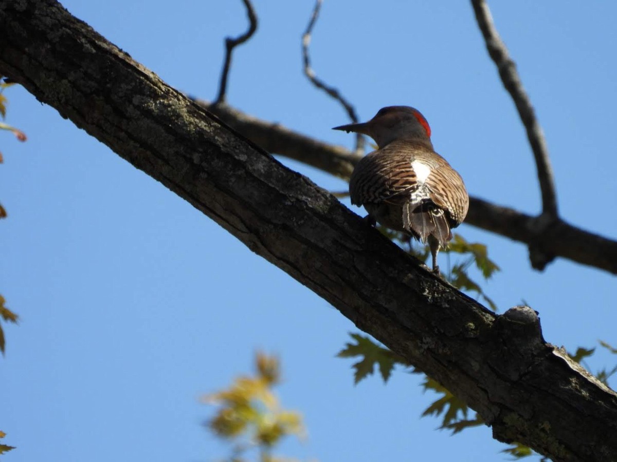 Northern Flicker - ML635757516