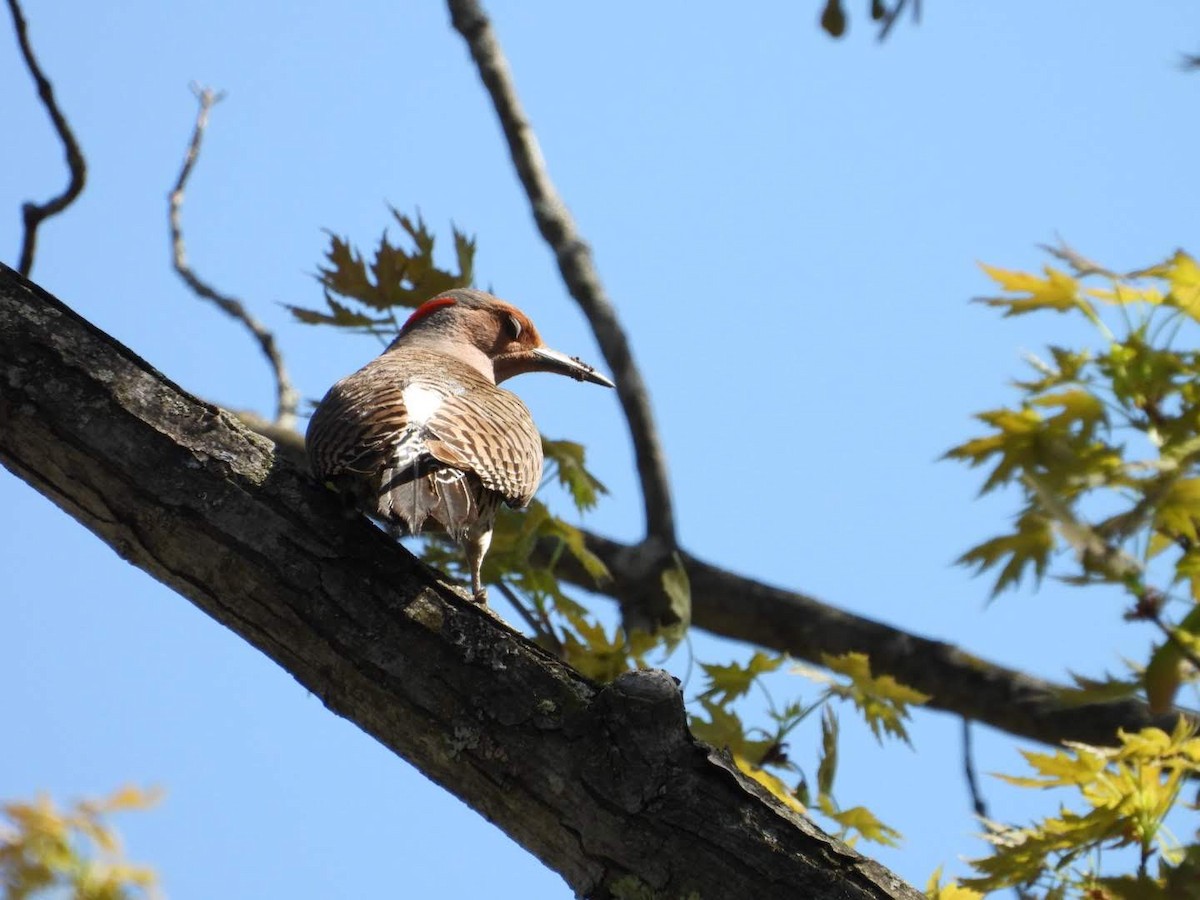 Northern Flicker - ML635757533