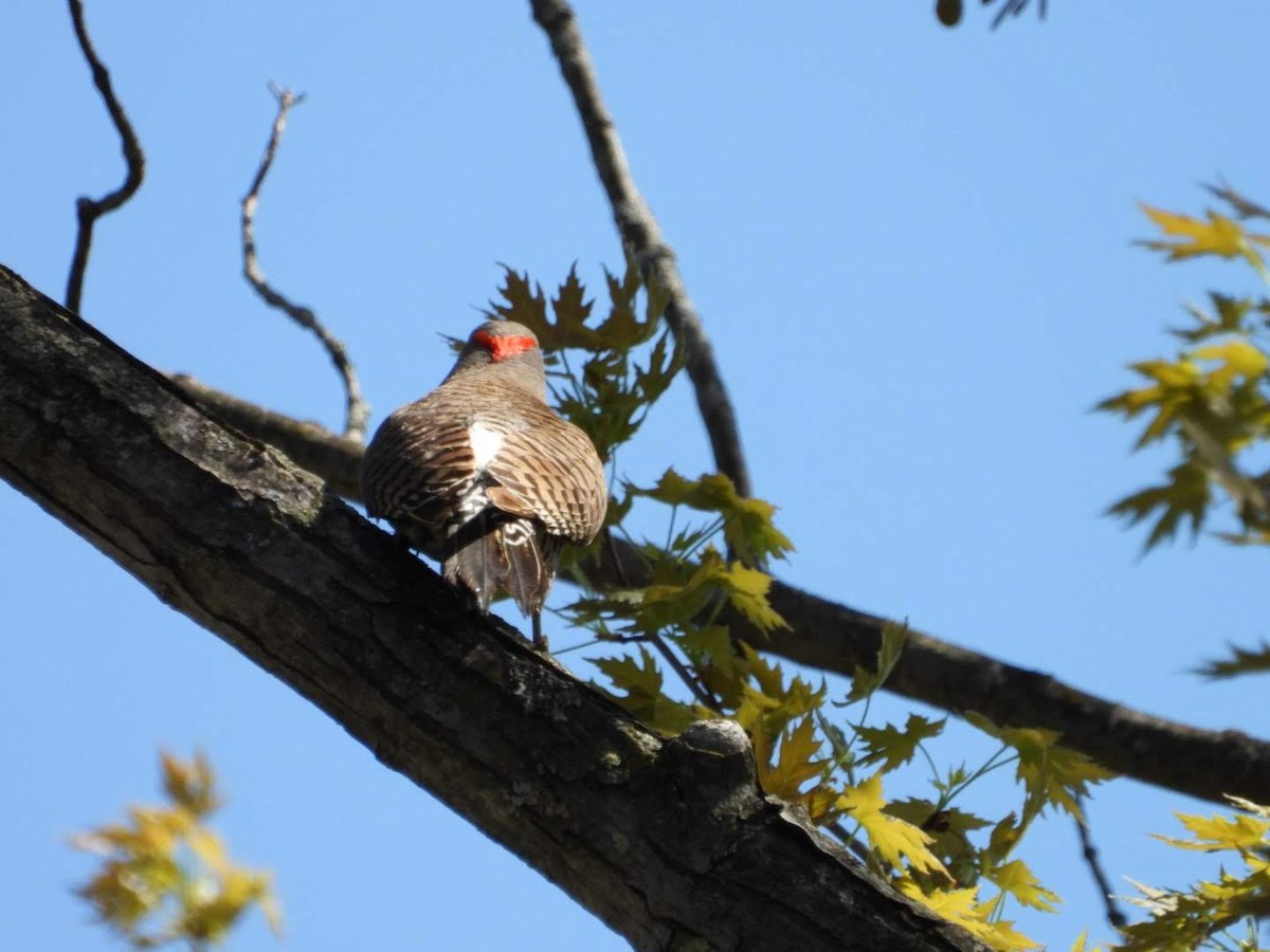 Northern Flicker - ML635757538